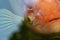 One koi goldfish portrait under water, close up. Wildlife concept, Asia traditions