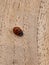 One ladybird travelling across wood