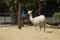 One lama in the zoo. Visiting zoo, summer, family holidays