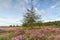 One lanch tree and blossoming heather