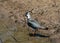 One lapwing is standing in shallow water