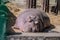 One large, adult hippopotamus sleeps on a concrete floor