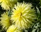 One large aster flower close-up, a plant of yellow color with a lot of thin petals