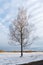 One large birch with no leaves against the blue sky