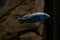 one large blue fish in an aquarium on a dark background with selective focus