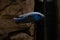 one large blue fish in an aquarium on a dark background with selective focus