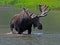 One Large Bull Moose