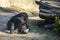 One large chimpanzee lies on ground near big snag. Monkey looks thoughtfully into distance.