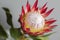 One large flower King Protea. Grows in South Africa. Gray background.