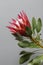 One large flower King Protea. Grows in South Africa. Gray background.