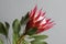 One large flower King Protea. Grows in South Africa. Gray background.