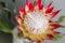 One large flower King Protea. Grows in South Africa. Gray background.