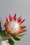 One large flower King Protea. Grows in South Africa. Gray background.