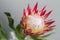 One large flower King Protea. Grows in South Africa. Gray background.