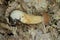 one large fresh brown boletus mushroom lies on gray dry leaves