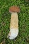 one large fresh brown boletus mushroom lies on green moss