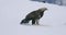 One large golden eagle eating on a dead animal in the snow at winter