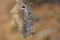 One large gray striped nocturnal butterfly sits on a dry leaf