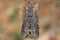 One large gray striped nocturnal butterfly sits on a dry leaf