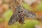 One large gray striped nocturnal butterfly sits on a dry leaf