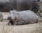 One large hippo lying on land