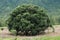 One large  longan  tree is very beautiful