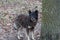 One large old stray gray black dog stands on the ground