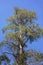 One large powerful pine tree close up on blue sky background. Vertical orientation.