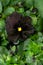 One large rare black pansy flower in a greenhouse.