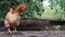 One large red-brown laying hen in the countryside on a sunny day against a colorful summer background. Loman Brown belongs to the
