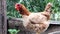 One large red-brown laying hen in the countryside on a sunny day against a colorful summer background. Loman Brown belongs to the