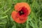 One large red poppy flower  in bloom. Vivid green background. Grass and meadow. Wildflower.