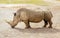 One large Southern White Rhinoceros in their habitat in Dublin zoo