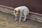 One large spotted dog stands on the grass against the brown wall of the fence