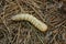 One large white larva lies on the dry needles