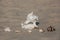 One large, white to black spot and five small, different color shells lying in the sand