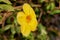 One large yellow five-petalled flower, a close-up shot. Golden Trumpet Vine, Allamandra cathartica