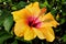 One large yellow-orange flower with a pink core and red stamens