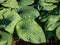 One of the largest Hosta Blue Umbrellas with giant, blue-green, thick-textured, corrugated, heart shaped leaves