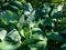 One of the largest Hosta Blue Umbrellas with giant, blue-green, thick-textured, corrugated, heart shaped leaves