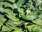 One of the largest Hosta Blue Umbrellas with giant, blue-green, thick-textured, corrugated, heart shaped leaves