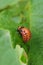 One larva of a Colorado potato beetle crawls on a pitted potato leaf. Close up. A bright vertical illustration about protecting