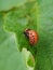 One larva of a Colorado potato beetle crawls on a pitted potato leaf. Close-up. A bright vertical illustration on the theme of