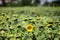 One of the last sunflowers in a field, the rest being dried out, with bees inside it. Stand out of the crowd concept