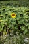 One of the last sunflowers in a field, the rest being dried out, with bees inside it. Stand out of the crowd concept