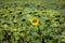 One of the last sunflowers in a field, the rest being dried out, with bees inside it. Stand out of the crowd concept