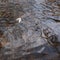 One leaf is floating in the stream on this autumn day in November.