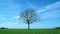 One leafless tree in green field on background of blue sky