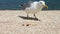 One-legged gull eats bread, food on the beach