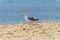 One-legged seagull